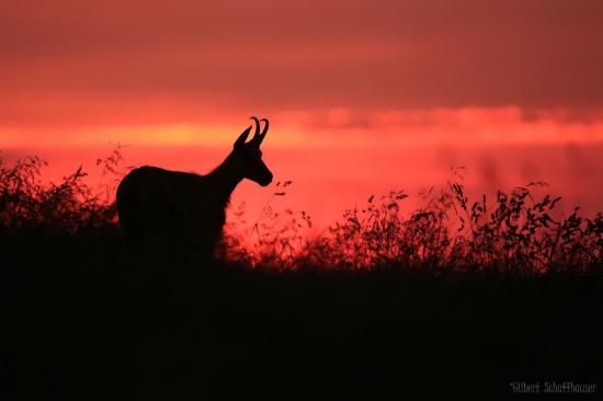 Chamois
