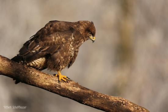 Buse variable