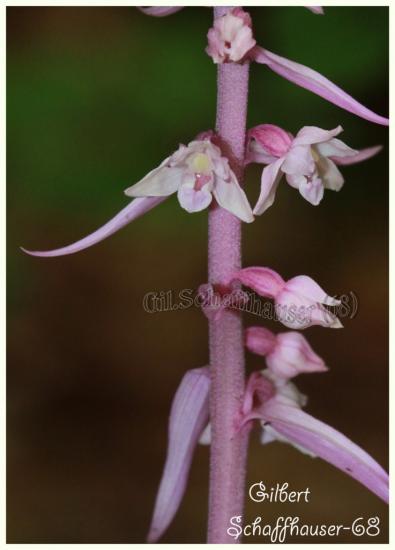 Epipactis purpurata (sous espèce rose)