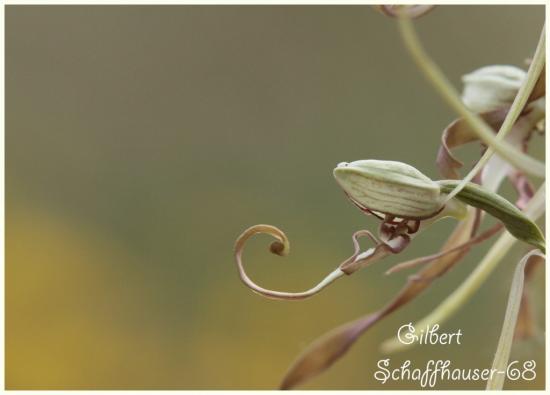 Orchis bouc (Himantoglossum hircinum