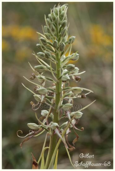 Orchis Bouc,(Himantoglossum hircinum ) 