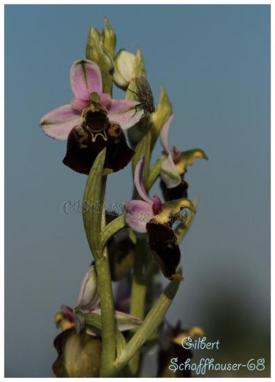 Ophrys bourdon (fuciflora)