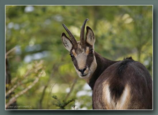 Chamois forestiers