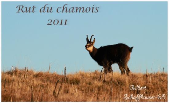 Rut du chamois 2011